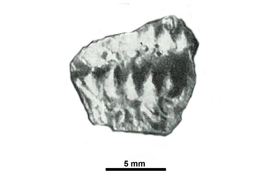 73 Cyrtospyroceras rugosum5_900x600.jpg