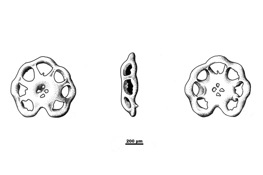Gagesiniotrochus astralis2sc22_900x600.jpg