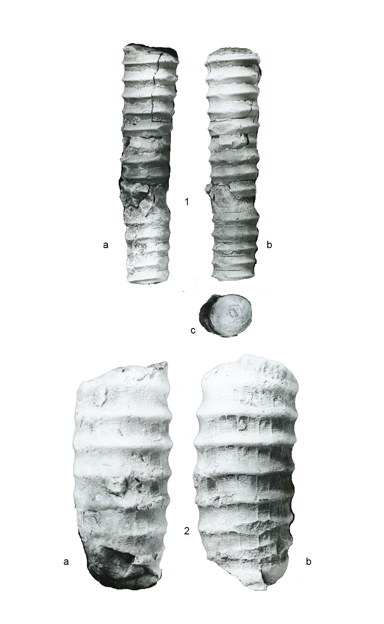 Gorbyocerastextumaraneum.jpg