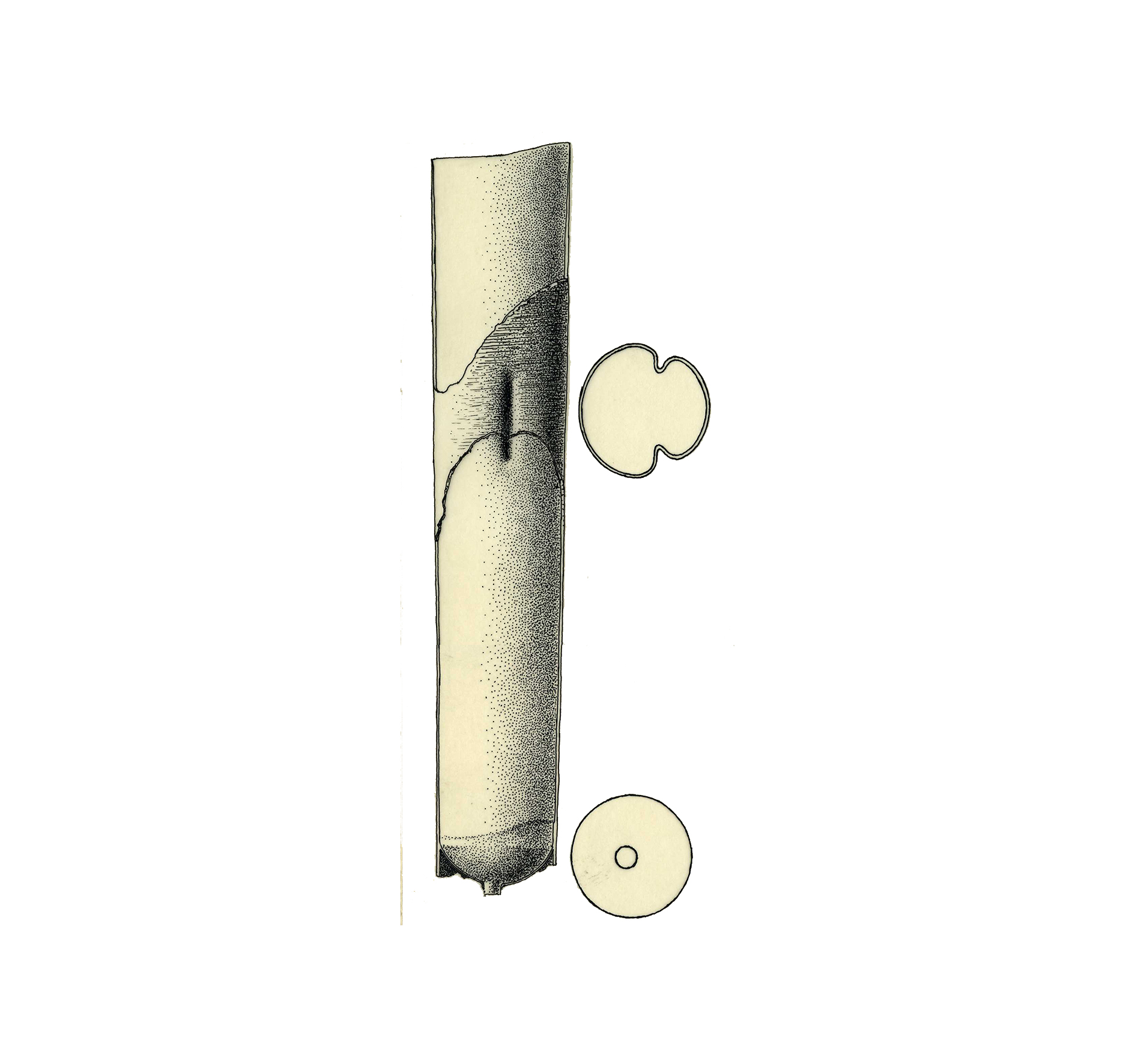 Orthocerasbifoveatumrys.jpg